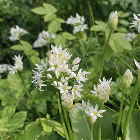 How to start foraging for wild food | Slow Living LDN.