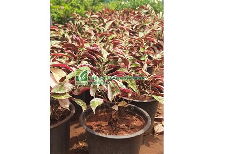 Best Nursery In Kadiyam -Sri Satyanarayana Nursery