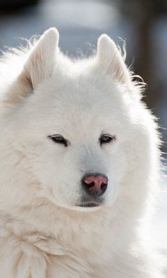 Download wallpaper 240x400 samoyed, dog, pet, fluffy, white nokia asha ...