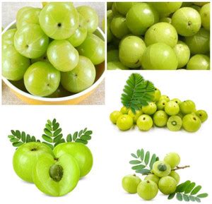 TAJGLOBE Amla Plant Price in India - Buy TAJGLOBE Amla Plant online at ...