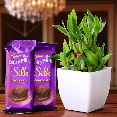 Bamboo Plant Bliss - Lucky Bamboo Gift Combo | Unique Gift Set ...