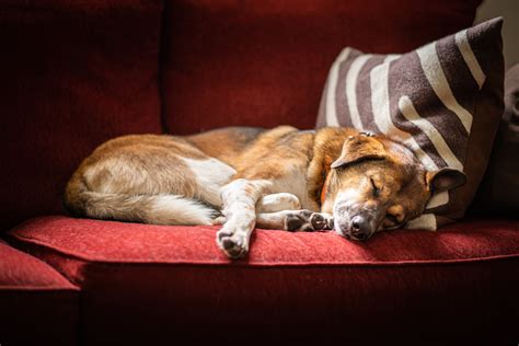 Rescue Dog Sleeping A Lot at Timothy Samons blog
