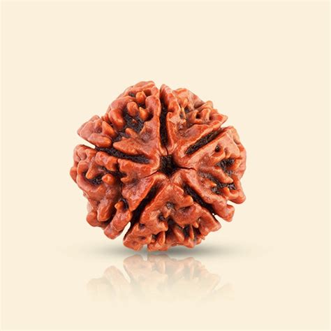 5 Mukhi Rudraksha | Panchmukhi Rudraksha | Health Rudraksha