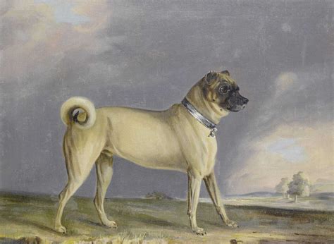 The Pug Skull: All About This Brachycephalic Dog
