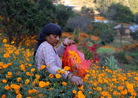 Nepali Flowers