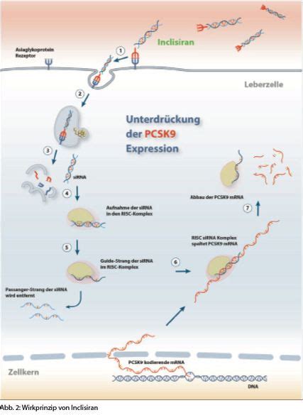 Modernes Lipidmanagement in der Praxis - Allgemeinmedizin - Universimed ...
