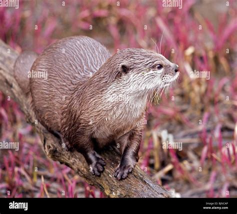 Asian Small Clawed Otter (aonyx cinerea Stock Photo - Alamy