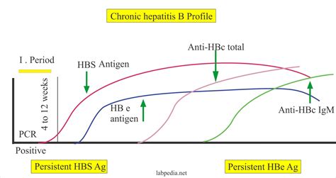Hepatitis B Virus – Part 1 – Hepatitis B Virus, HBV – Labpedia.net
