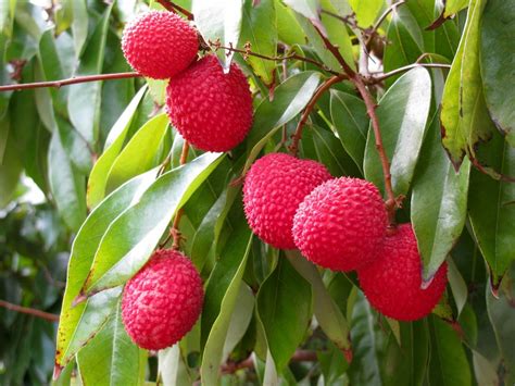 Luscious Lychee: Tropical Fruit HD Wallpaper