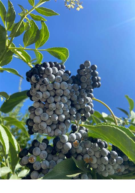TRRP: Blue Elderberries (Sambucus nigra ssp. caerulea)