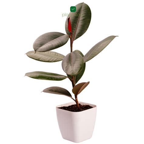 Feng Shui Edition Brazilian Wood | Lucky Indoor Decorative Plant ...