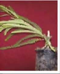 Horticulture :: Vegetables::Small onion