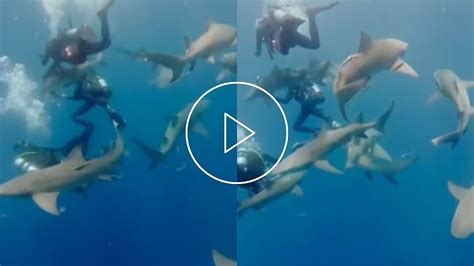 Video Captures Dangerous Shark Attack On Divers Group In Florida, Bites ...