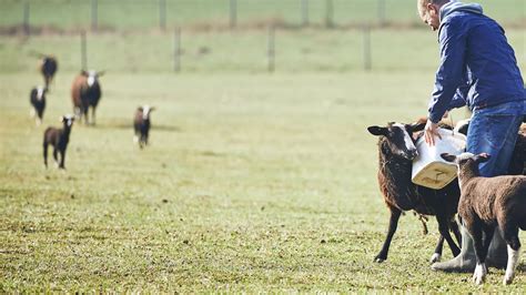 Decoding The Complex Social Behavior Of Sheep