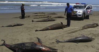 Image result for Alien Dolphins