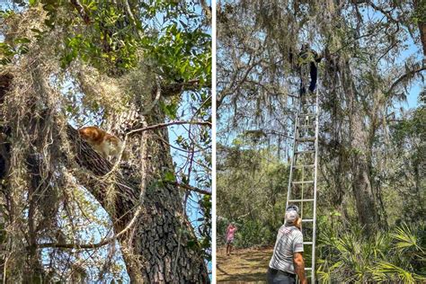 Cat stuck in tree for 5 days rescued by Marion firefighters - Ocala ...