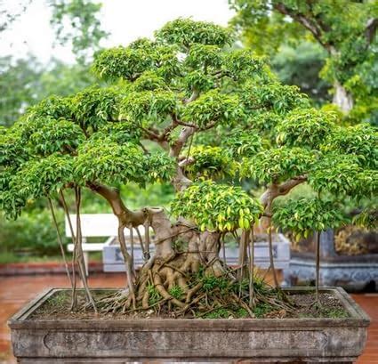 Banyan tree Bonsai rare live plant : Amazon.in: Garden & Outdoors