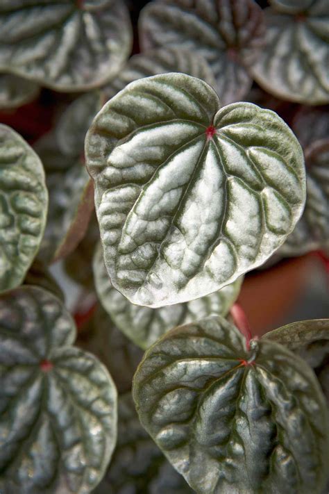 Peperomia Plants: Indoor Care and Growing Guide