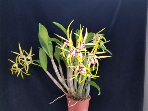 dendrobium australian robbie mcinnes