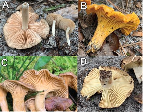 False Chanterelle Identification