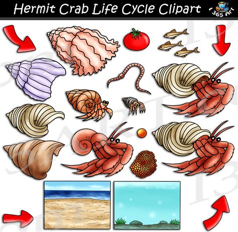 Crab Life Cycle The Land Hermit Crab Lifecycle | Hermit Crab