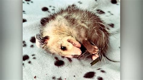 Opossum Playing Dead