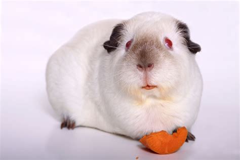 White Guinea Pigs (Breeding Facts, Traits, Life Span & FAQs)