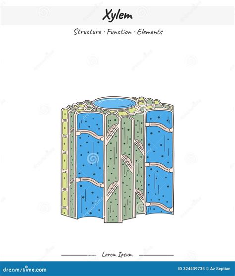 Xylem Structures and Elements Illustration Stock Vector - Illustration of lighting, anatomy ...