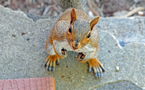 Are Squirrels Rodents Rodents at Sandra Gabrielson blog