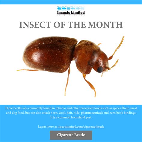 Cigarette Beetle
