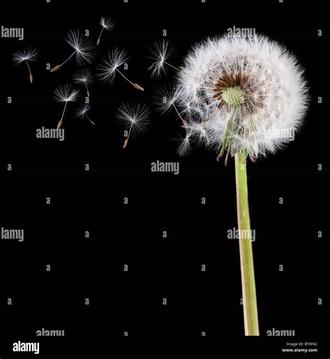 Image result for Small Spring Compressor Tool