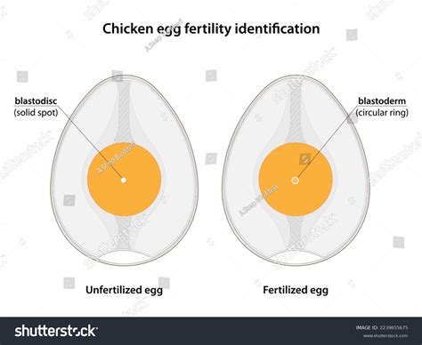 3,042 Chicken Egg Fertilized Images, Stock Photos & Vectors | Shutterstock