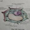 plant cell and animal cell diagram? - Brainly.in