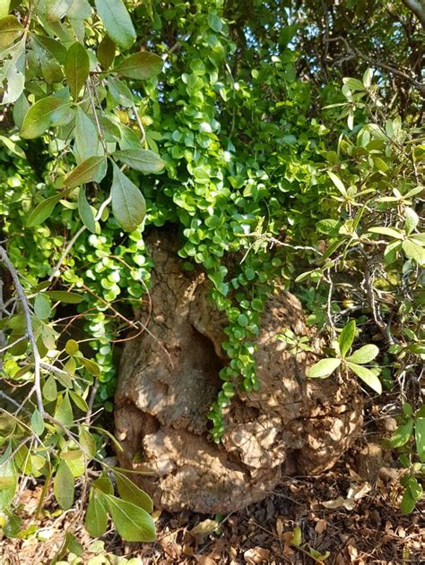 Deascorea Vaal Retreat March 2024