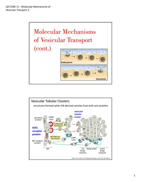 Lecture 11 - Molecular Mechanisms of Vesicular Traffic 2 - Vesicular Transport 2 Molecular - Studocu