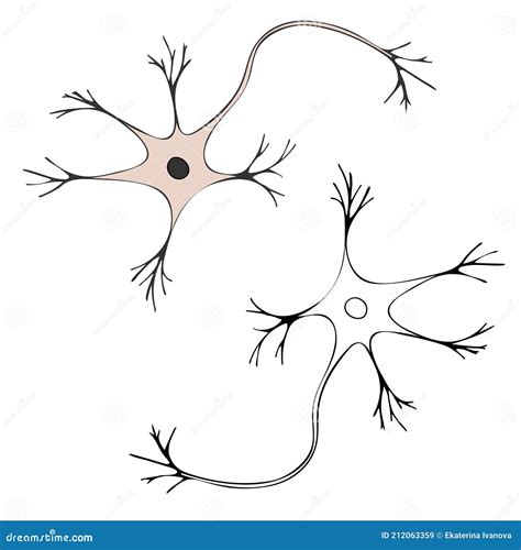 A Schematic Image of a Nerve Cell with a Nucleus. Neuron Stock Vector ...