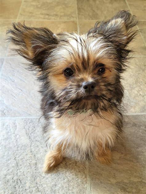 Yorkie Chihuahua Mix Ausgewachsen Chorkie (Yorkie Chihuahua Mix) Info,