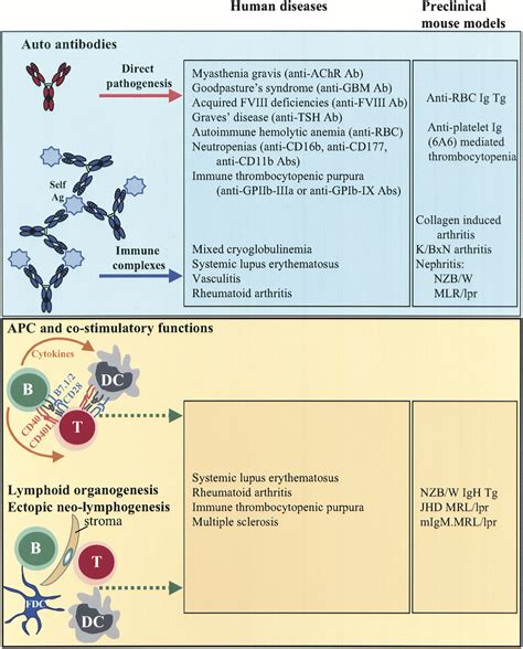 Pathogenic Roles of B Cells in Human Autoimmunity: Immunity