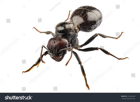Black Garden Ant Species Lasius Niger Stock Photo 123056368 | Shutterstock