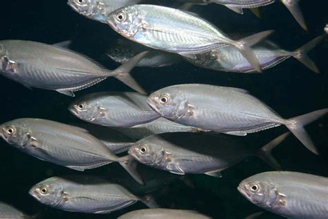 Download Schoolof Blue Runner Fish Swimming Wallpaper | Wallpapers.com