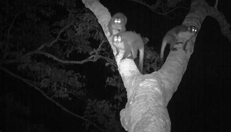 In Peru, canopy bridges keep rainforest animals connected over a gas ...