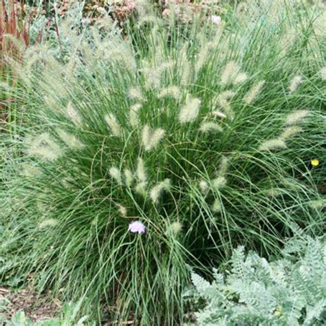 Small Ornamental Grasses