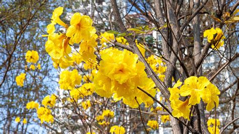 Discover the National Flower of Brazil: The Golden Trumpet - A-Z Animals