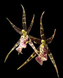 Divine Blossoms Imported Plant of Oncidium Orchids Hybird Miltasia ...