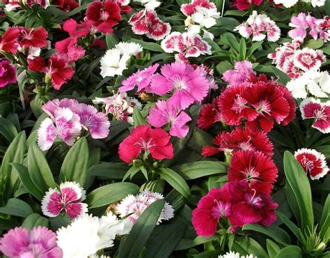Buy Dianthus Double Mixed Flower Seeds from AllThatGrows