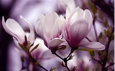 magnolia fiore magnolias auntie dogma s garden spot magnolia fiore magnolias auntie dogma s garden spot