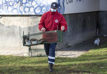 The Catch-Neuter-Vaccinate-Return Approach - FOUR PAWS International ...