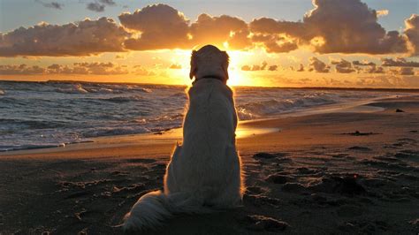 Download Golden Retriever On Beach Sunset Wallpaper | Wallpapers.com
