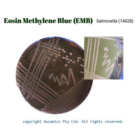 Eosin Methylene Blue Agar, EMB | AuSaMicS