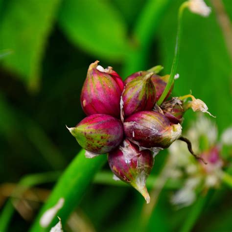 Egyptian Walking Onion – Thresh Seed Co.